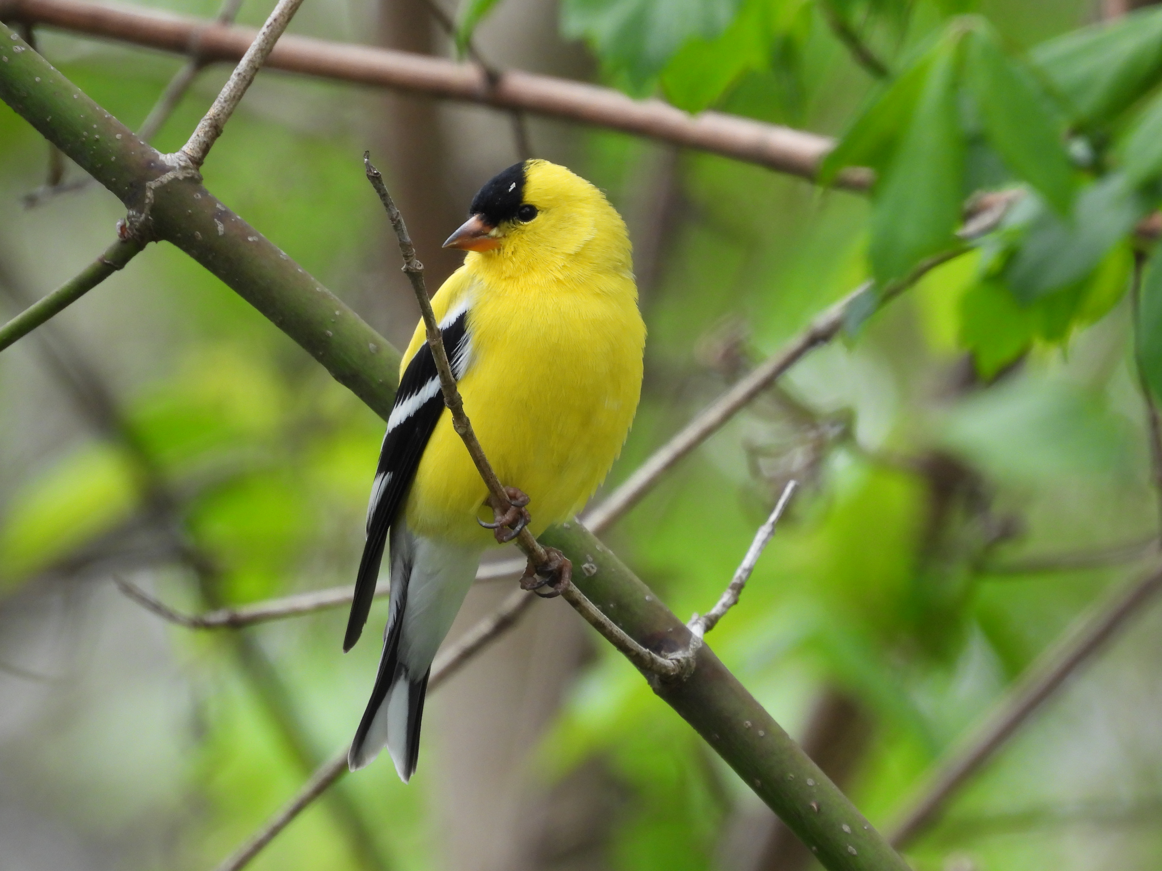 American Goldfinch - Ronan O'Carra