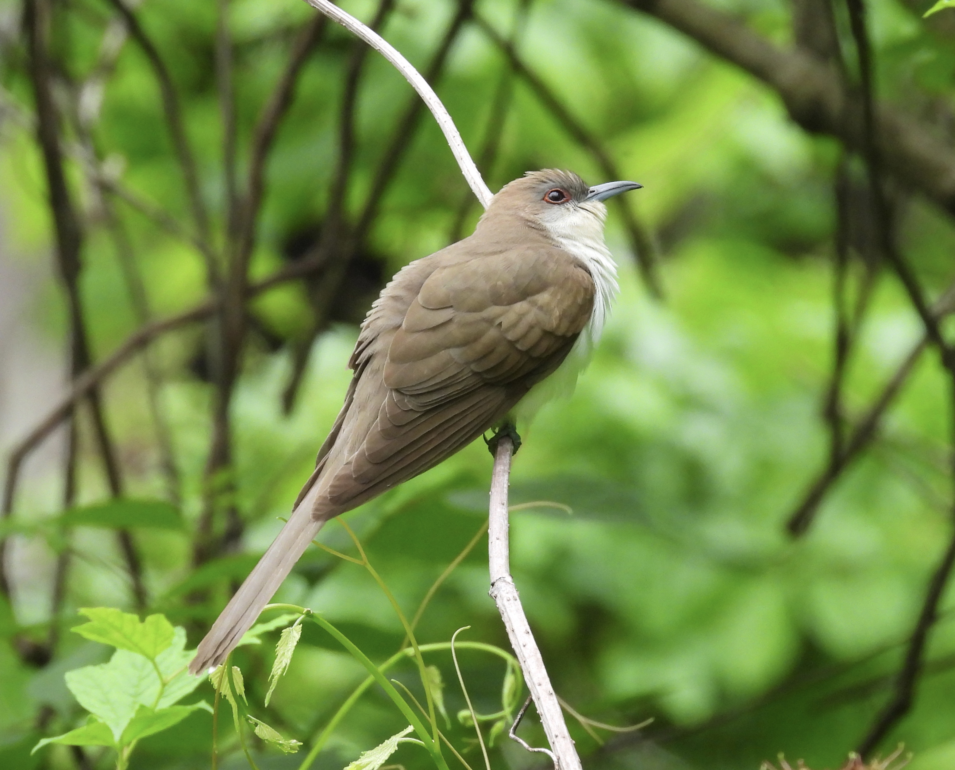 Black-billed Cuckoo - Ronan O'Carra Black-billed Cuckoo - Ronan O'Carra