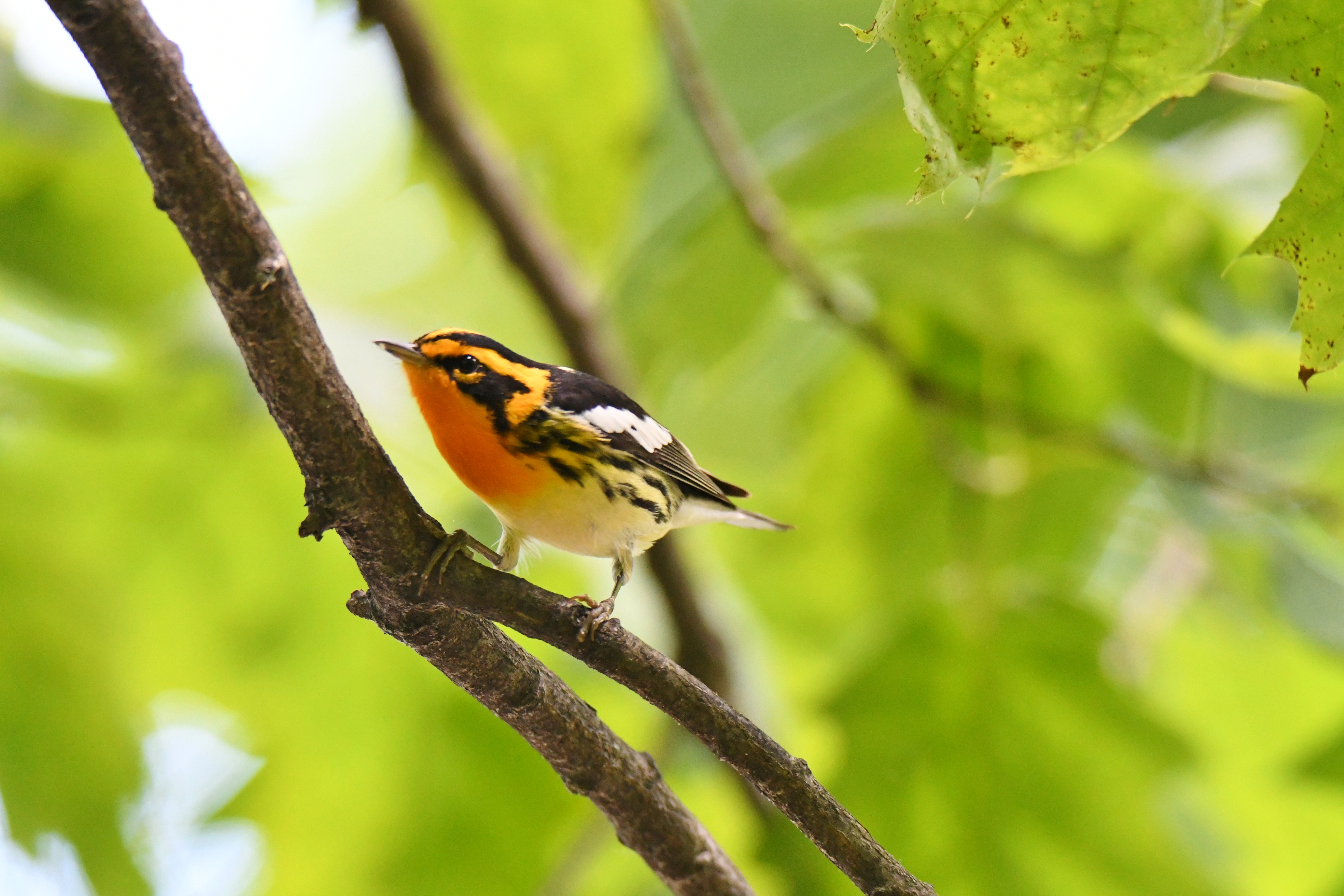 Blackburnian Warbler - Ron Hirsch