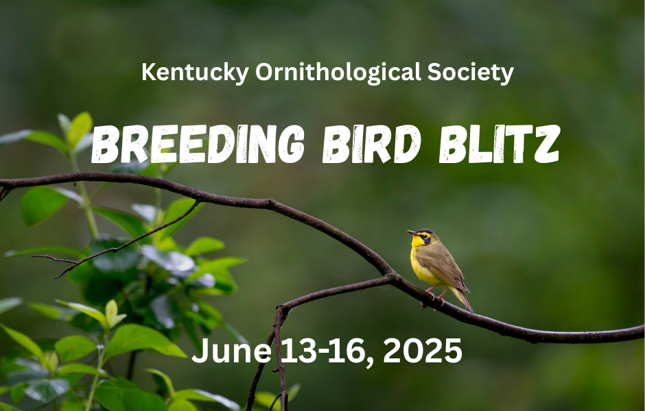 Breeding Bird Blitz Page