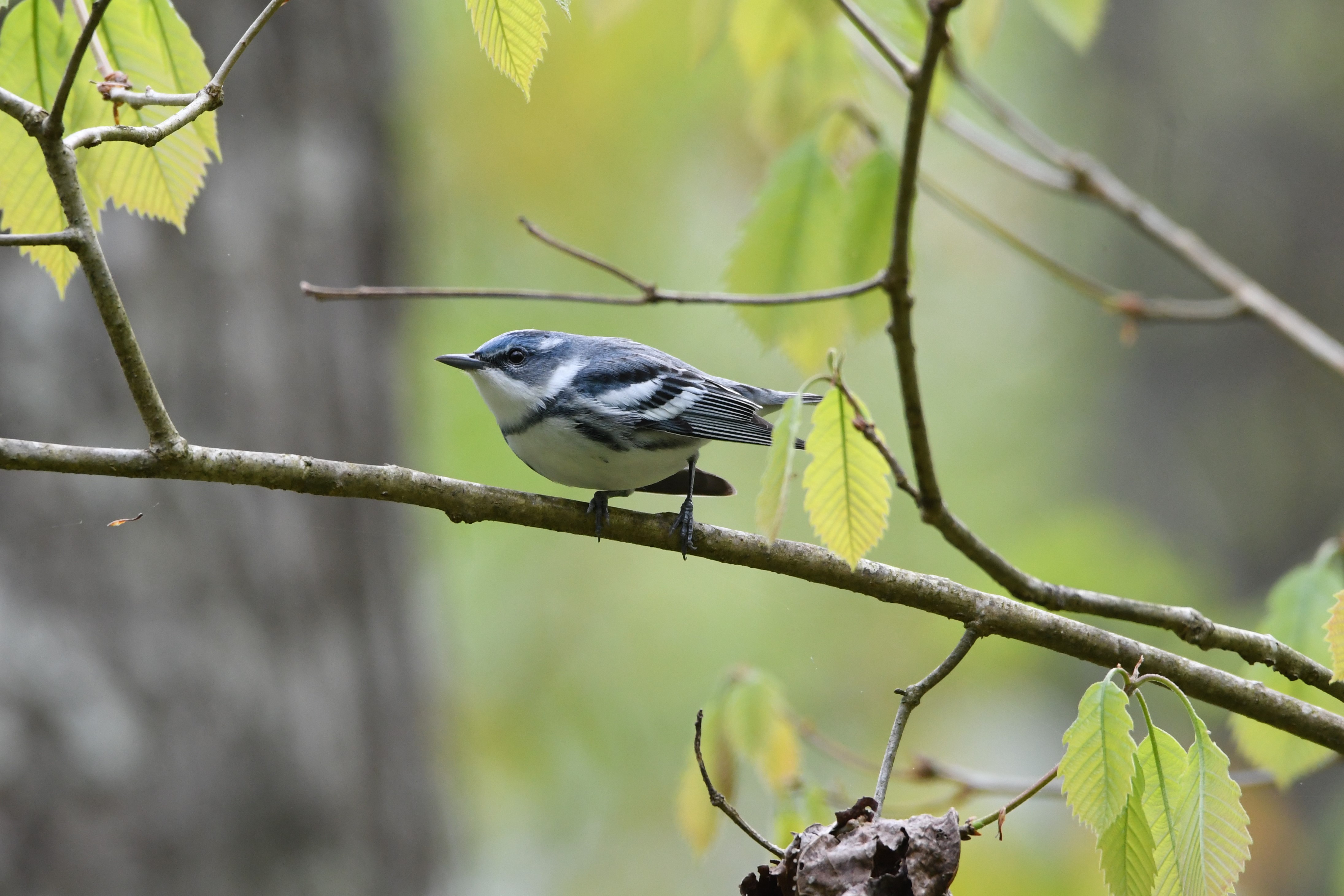 Cerulean Warbler - Clay Bliznick Cerulean Warbler - Clay Bliznick