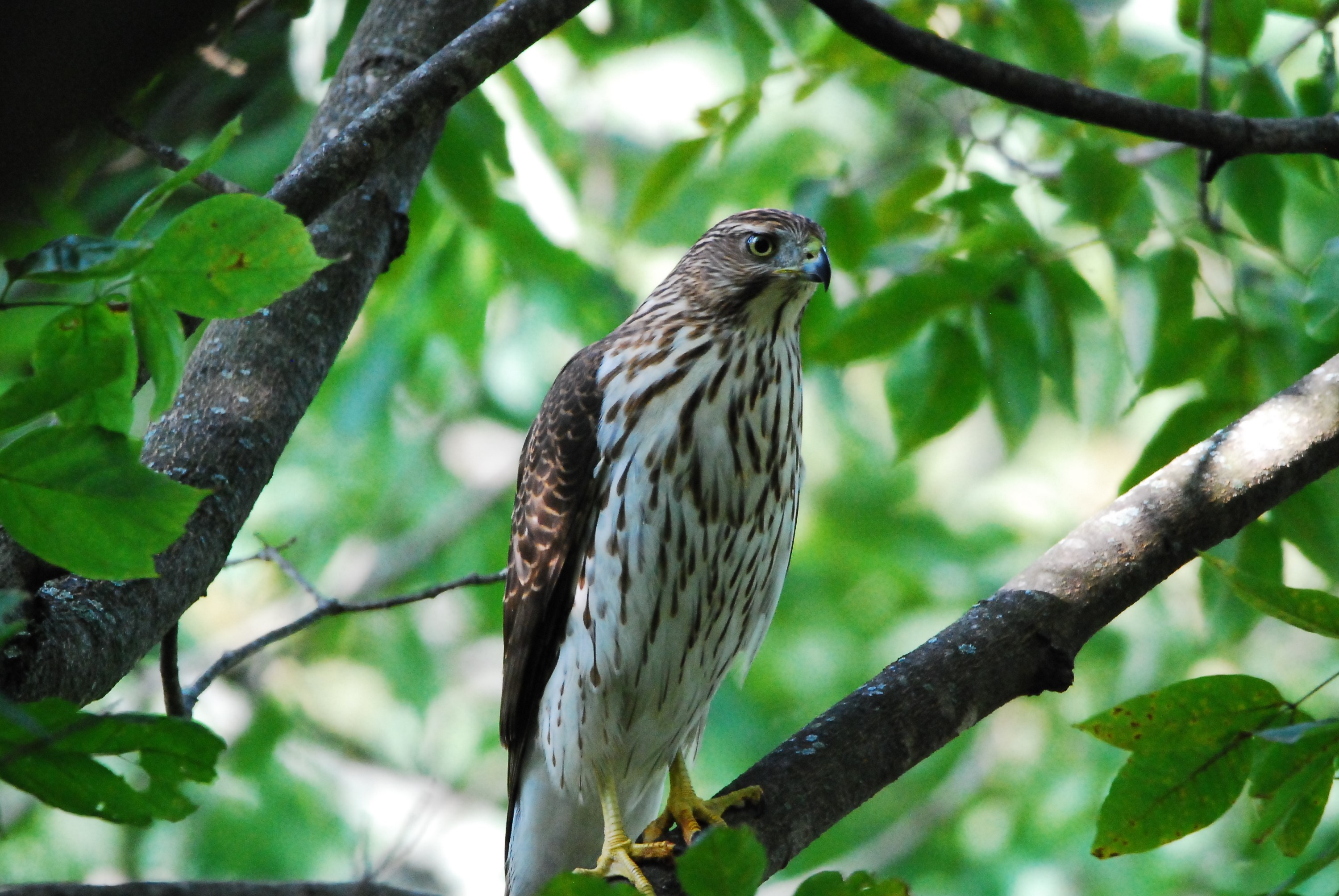 Cooper's Hawk - Steve Brown