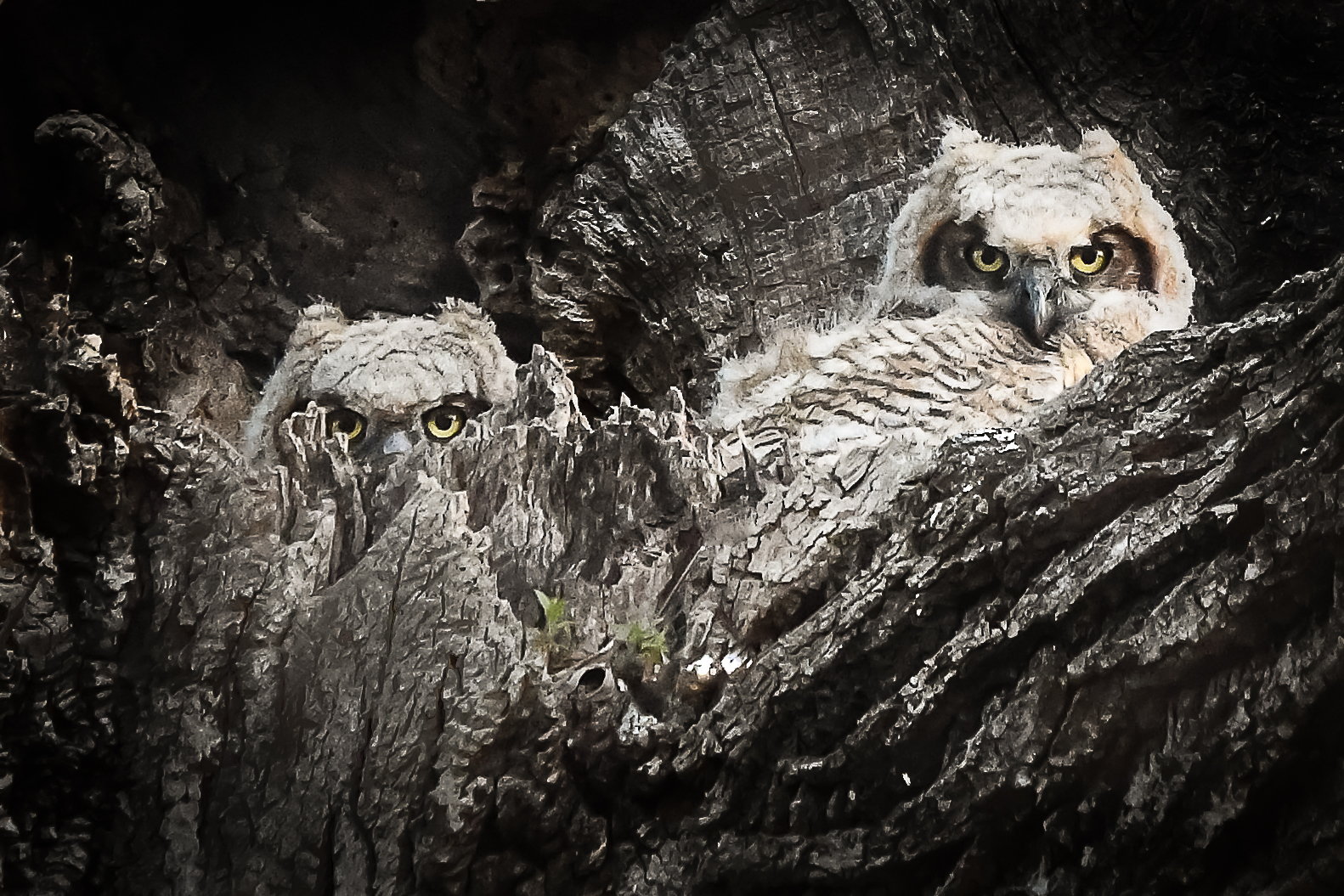 Great Horned Owl - David Knapp Great Horned Owl - David Knapp