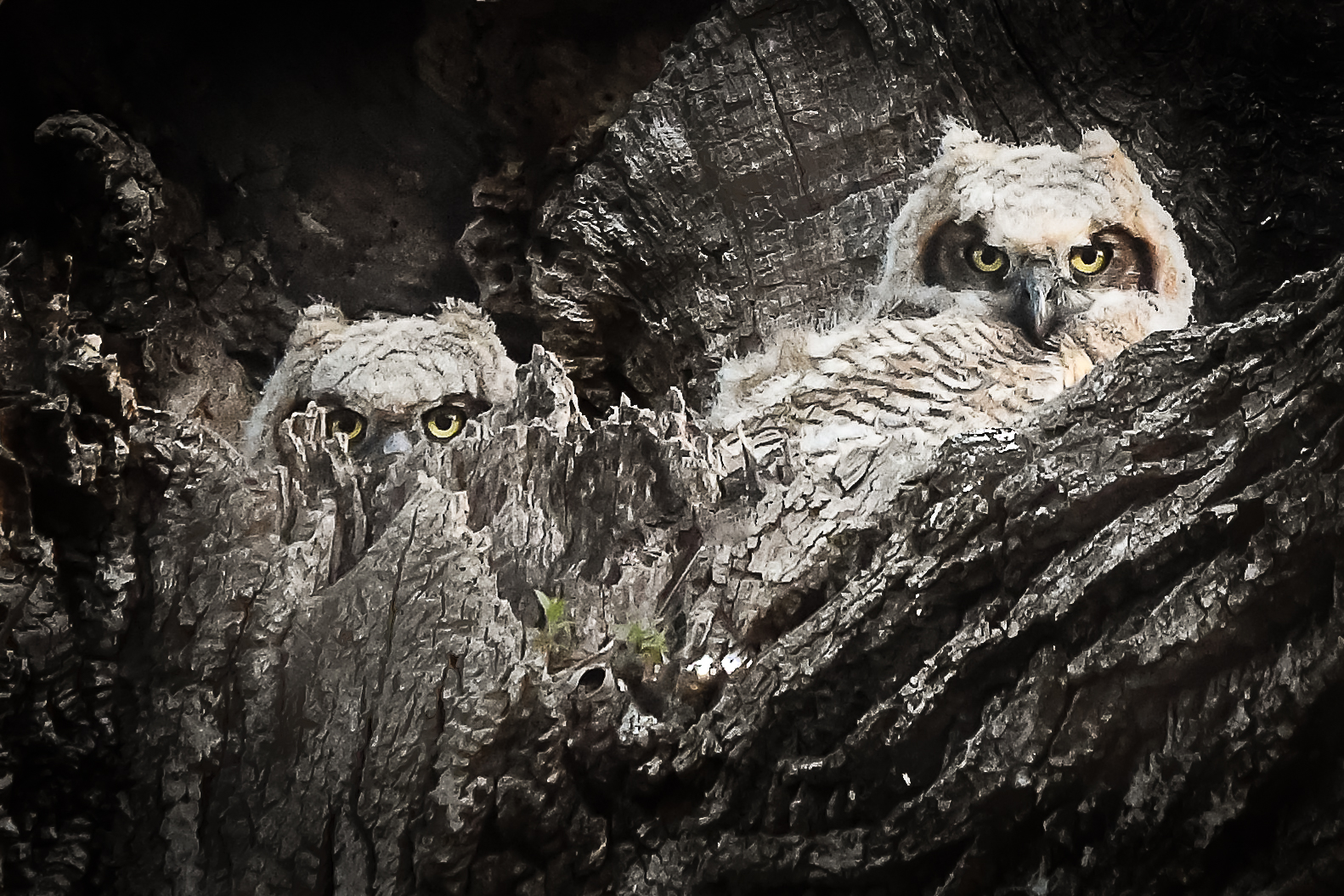 Great Horned Owl - David Knapp