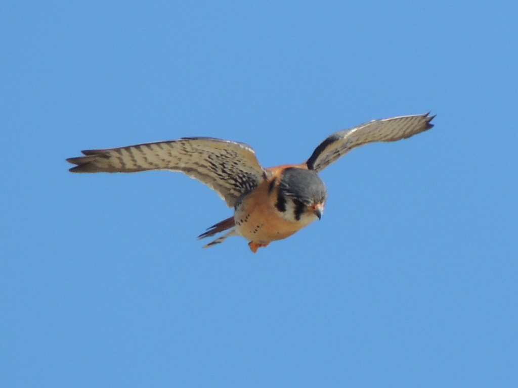 American Kestrel - Brian Johnson