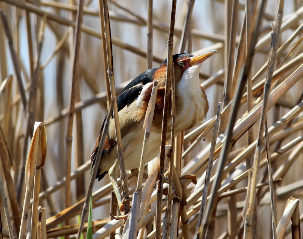 Least Bittern - Steve Graham Least Bittern - Steve Graham