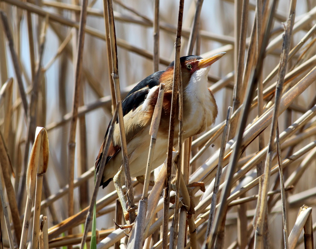 Least Bittern - Steve Graham