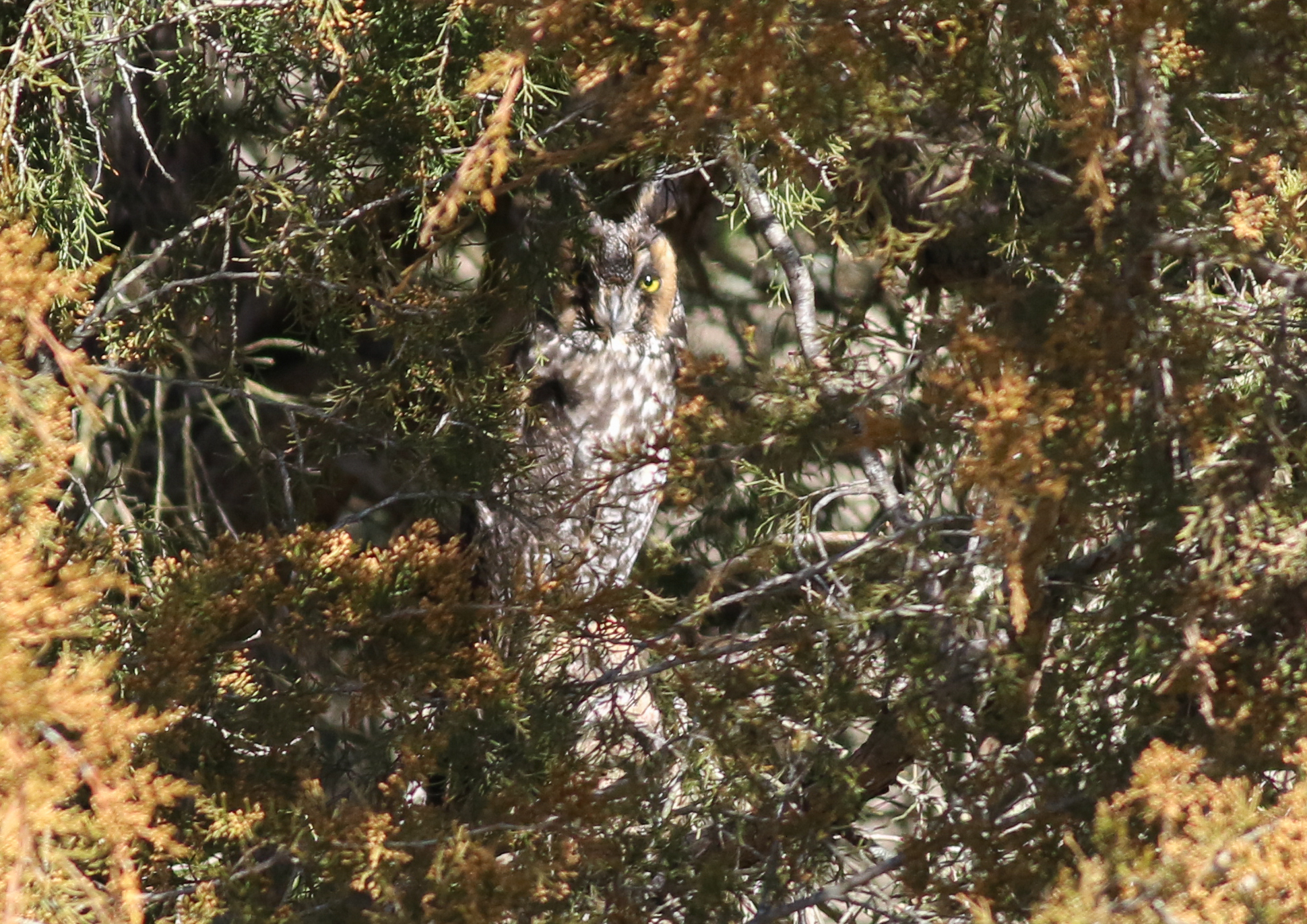 Long-eared Owl - Tommy Quarles