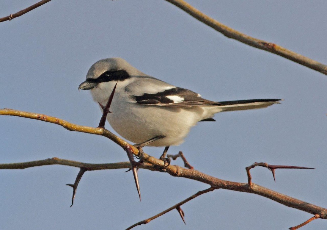 Loggerhead Shrike - Eddie Huber Loggerhead Shrike - Eddie Huber