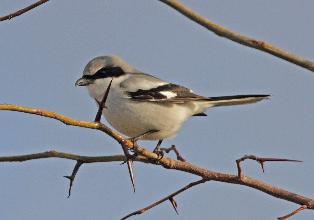 Loggerhead Shrike - Eddie Huber