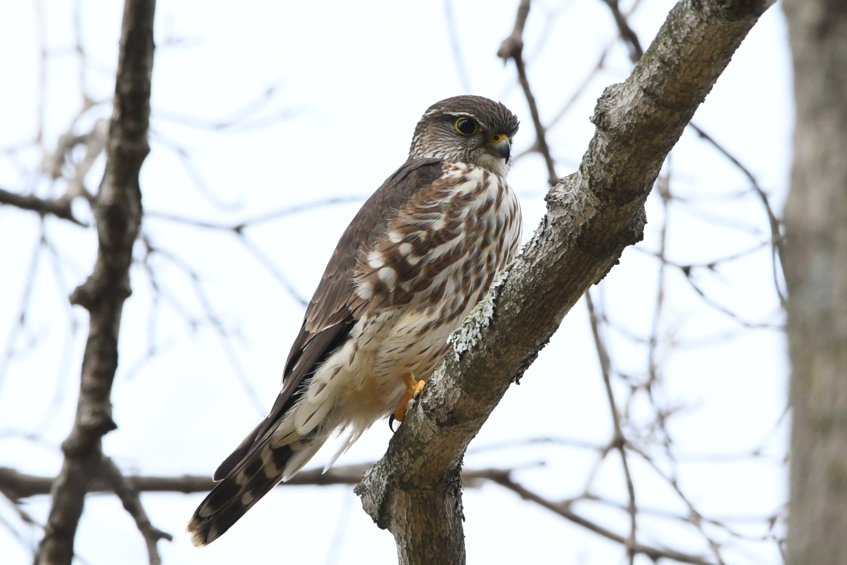 Merlin - Steve Brown