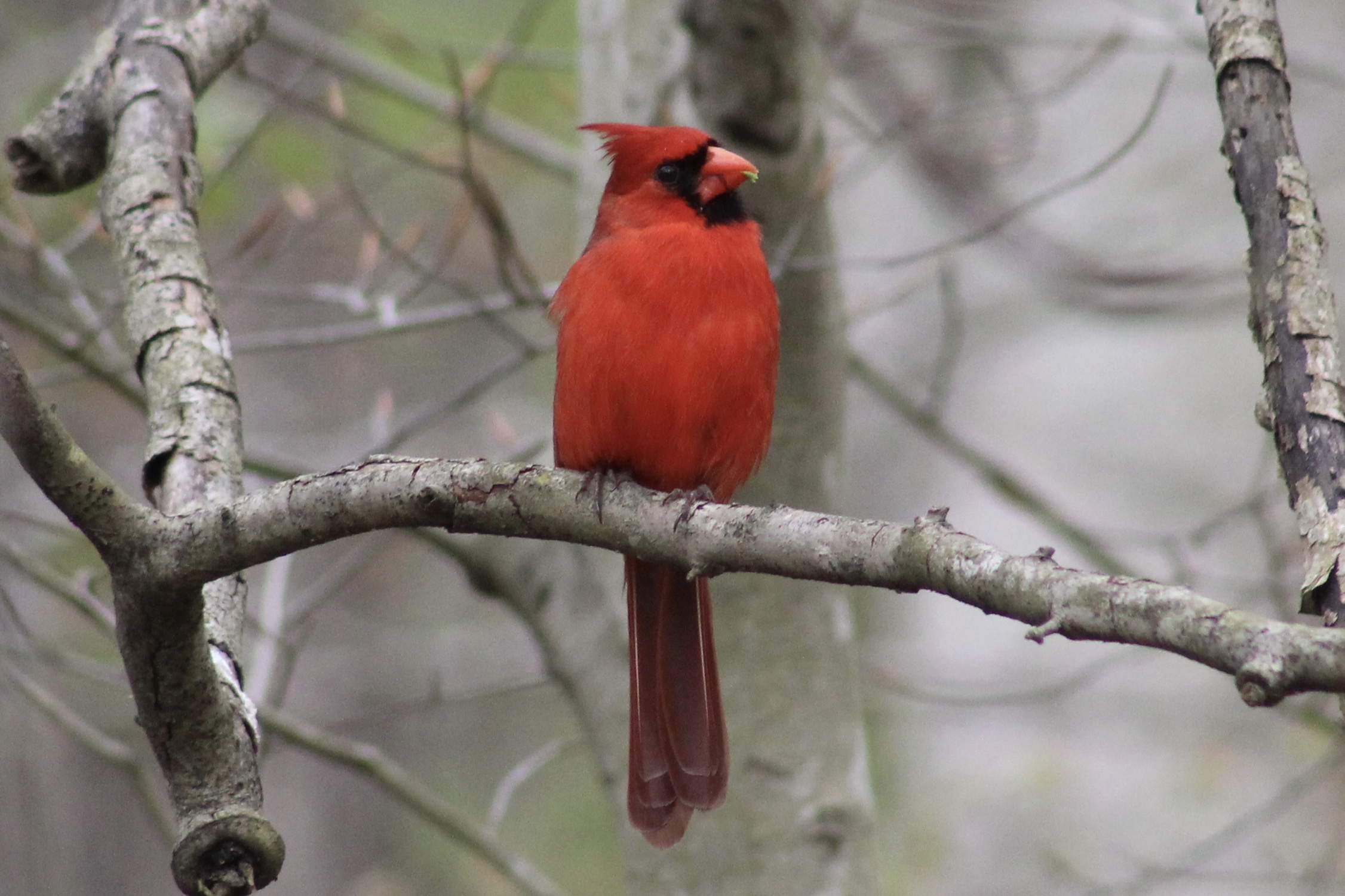 Northern Cardinal - Asher Higgins