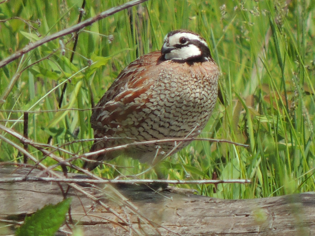 Northern Bobwhite - Brian Johnson