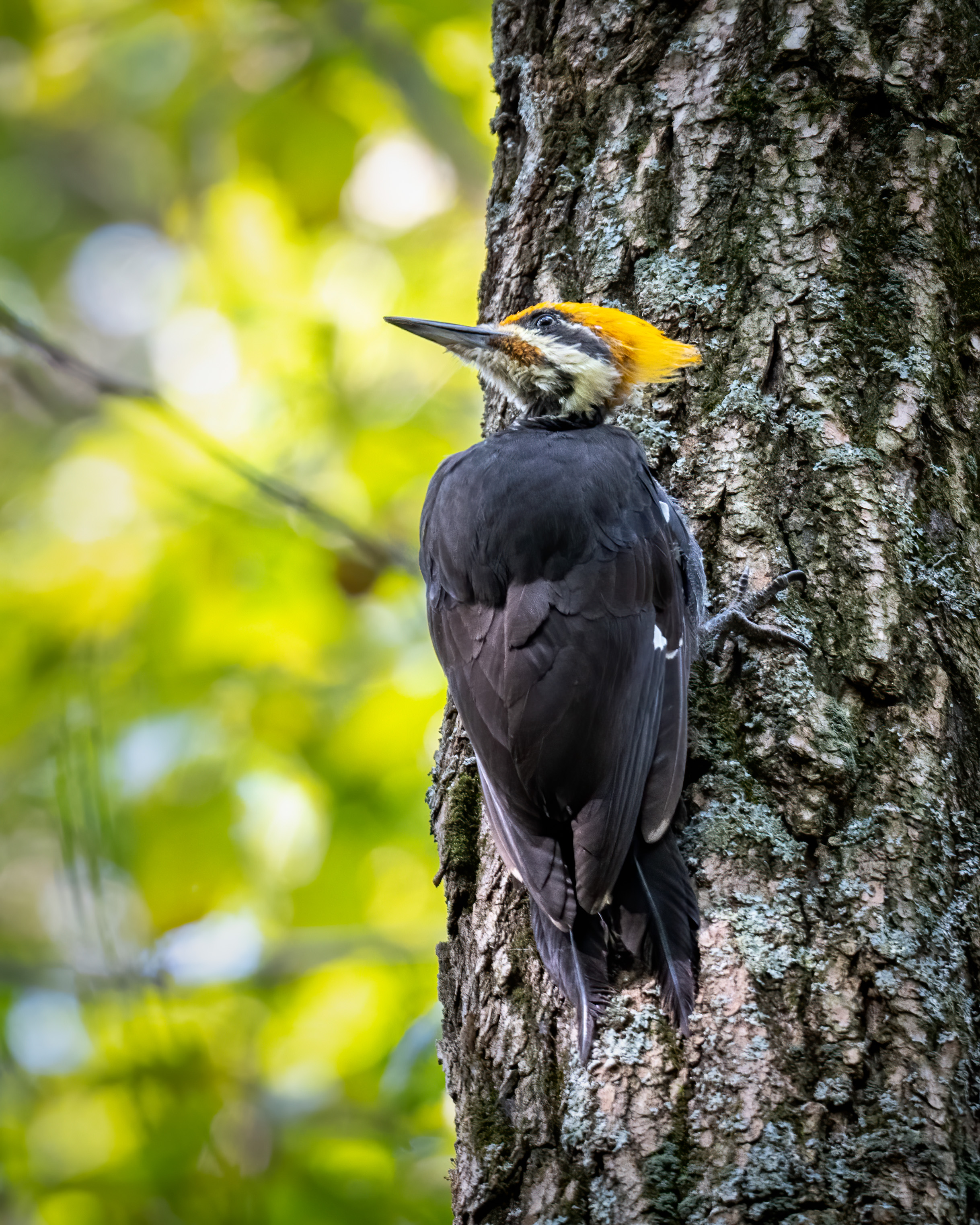 Pileated Woodpecker - Greg Walker