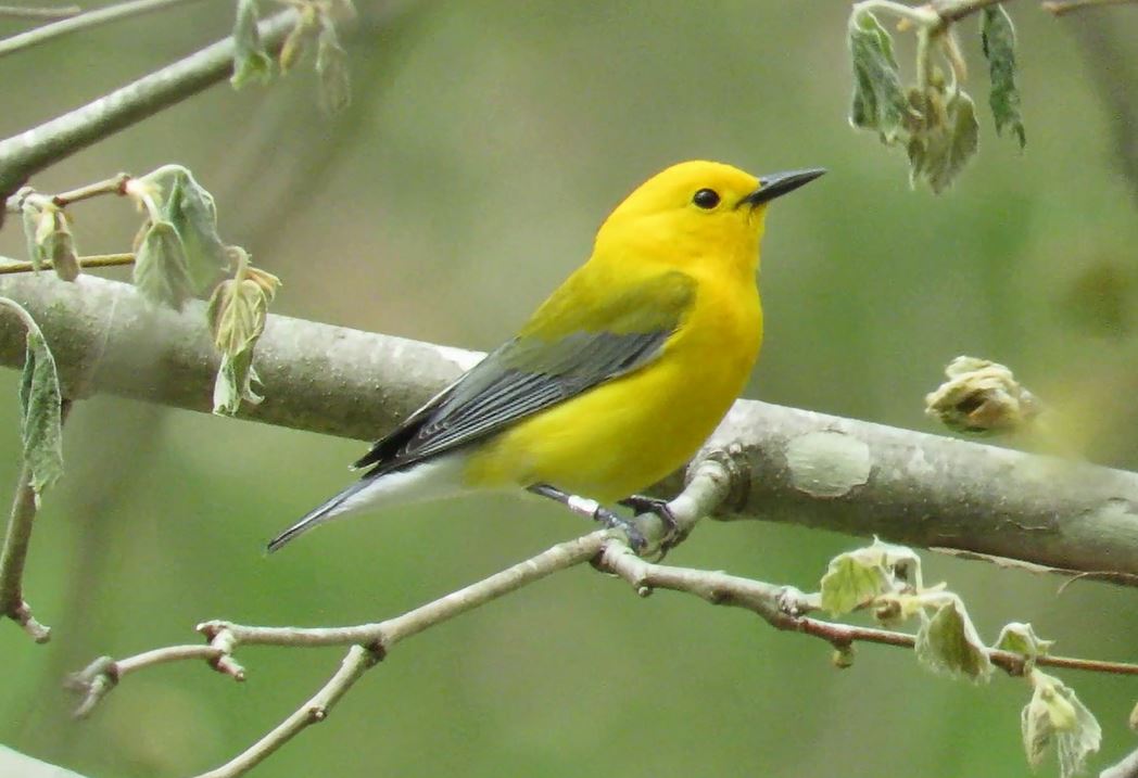 Prothonotary Warbler - Teresa Noel