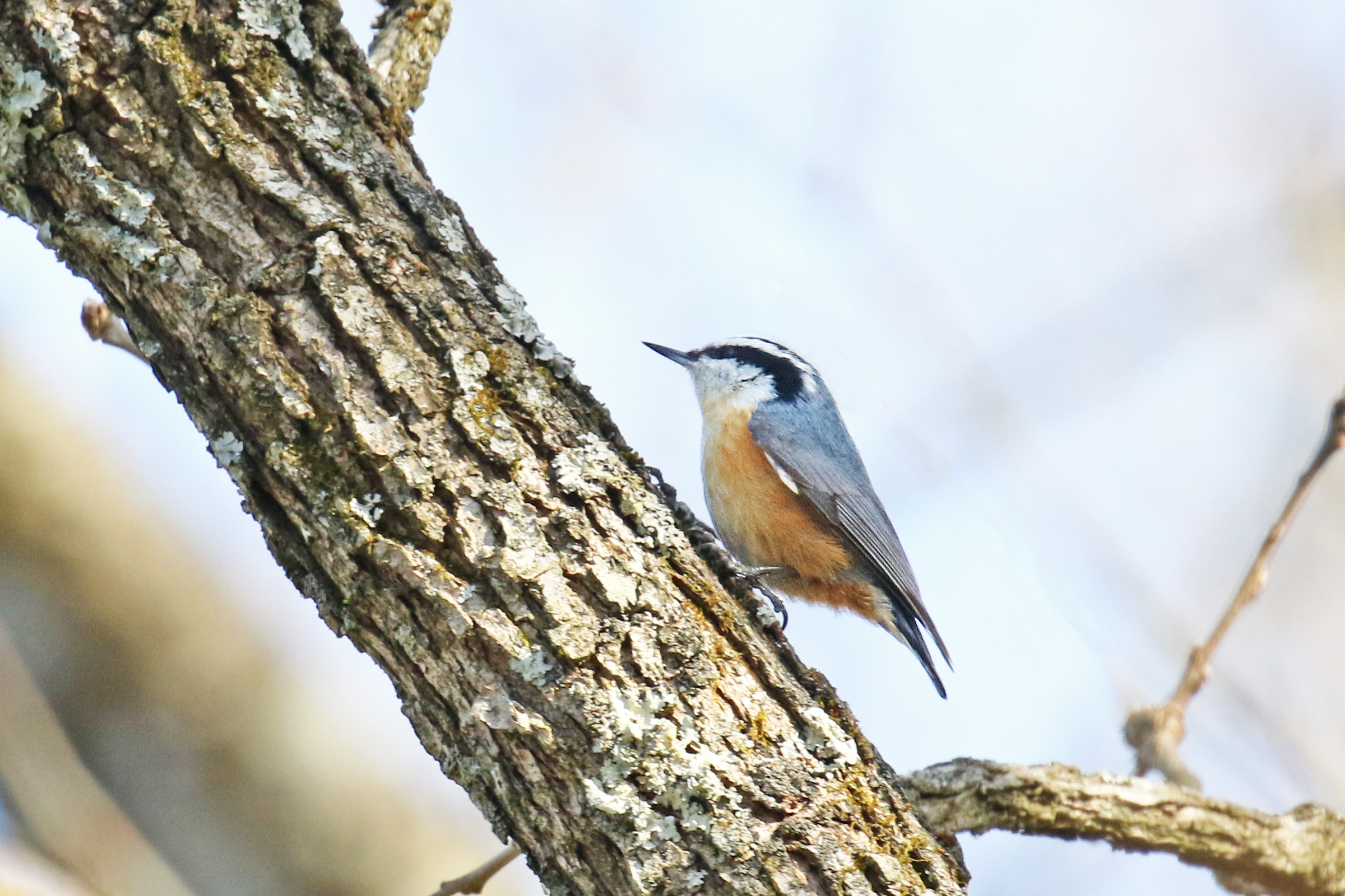 Red-breasted Nuthatch - Karen Bonsell