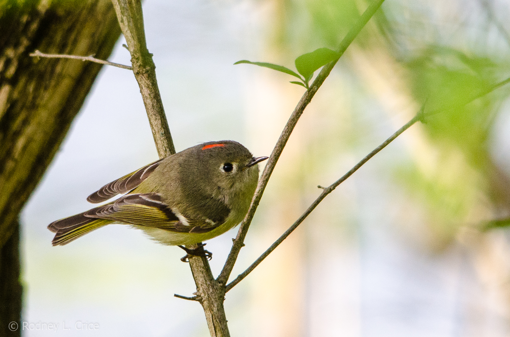 Ruby-crowned Kinglet - Rodney Crice