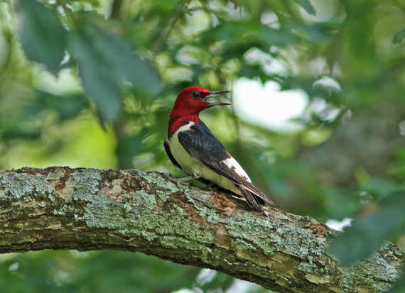 Red-headed Woodpecker - Eddie Huber