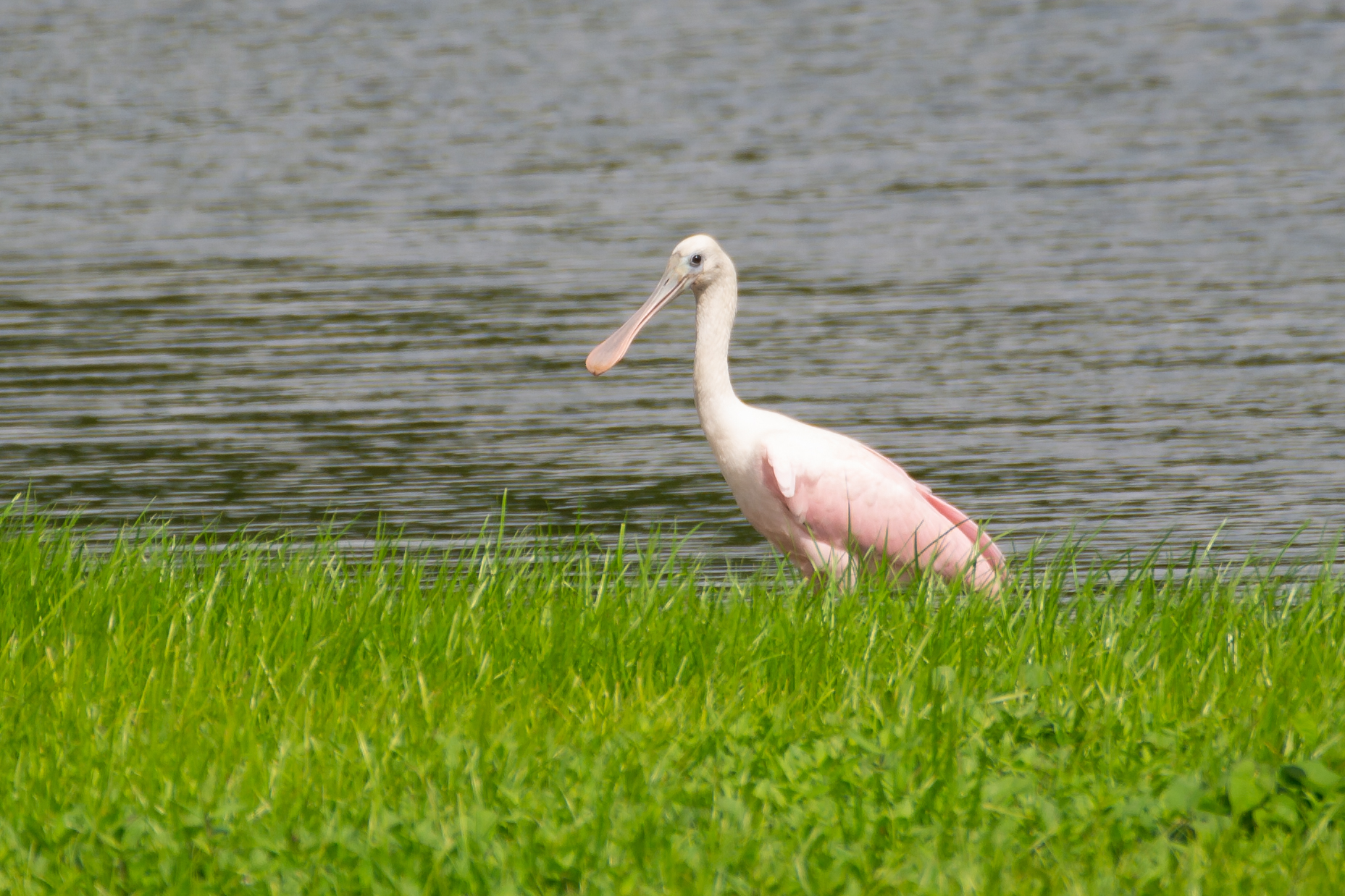 Roseate Spoonbill - Jeremy Teague Roseate Spoonbill - Jeremy Teague