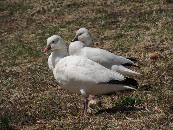 Ross's Geese - Brian Johnson Ross's Geese - Brian Johnson