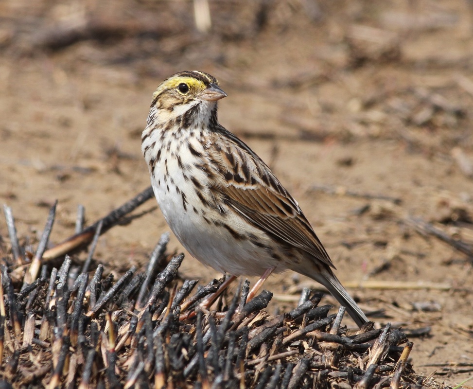 Savannah Sparrow - Brainard Palmer-Ball, Jr.