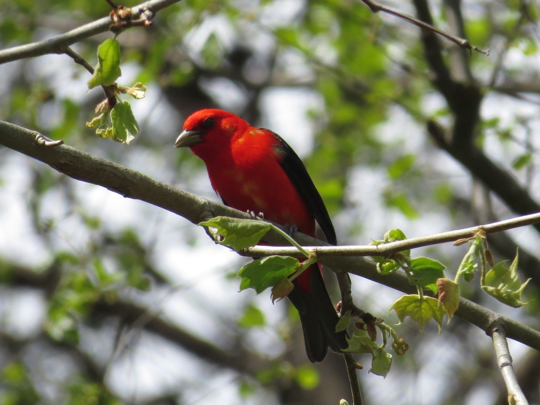 Scarlet Tanager - Brian Wulker Scarlet Tanager - Brian Wulker