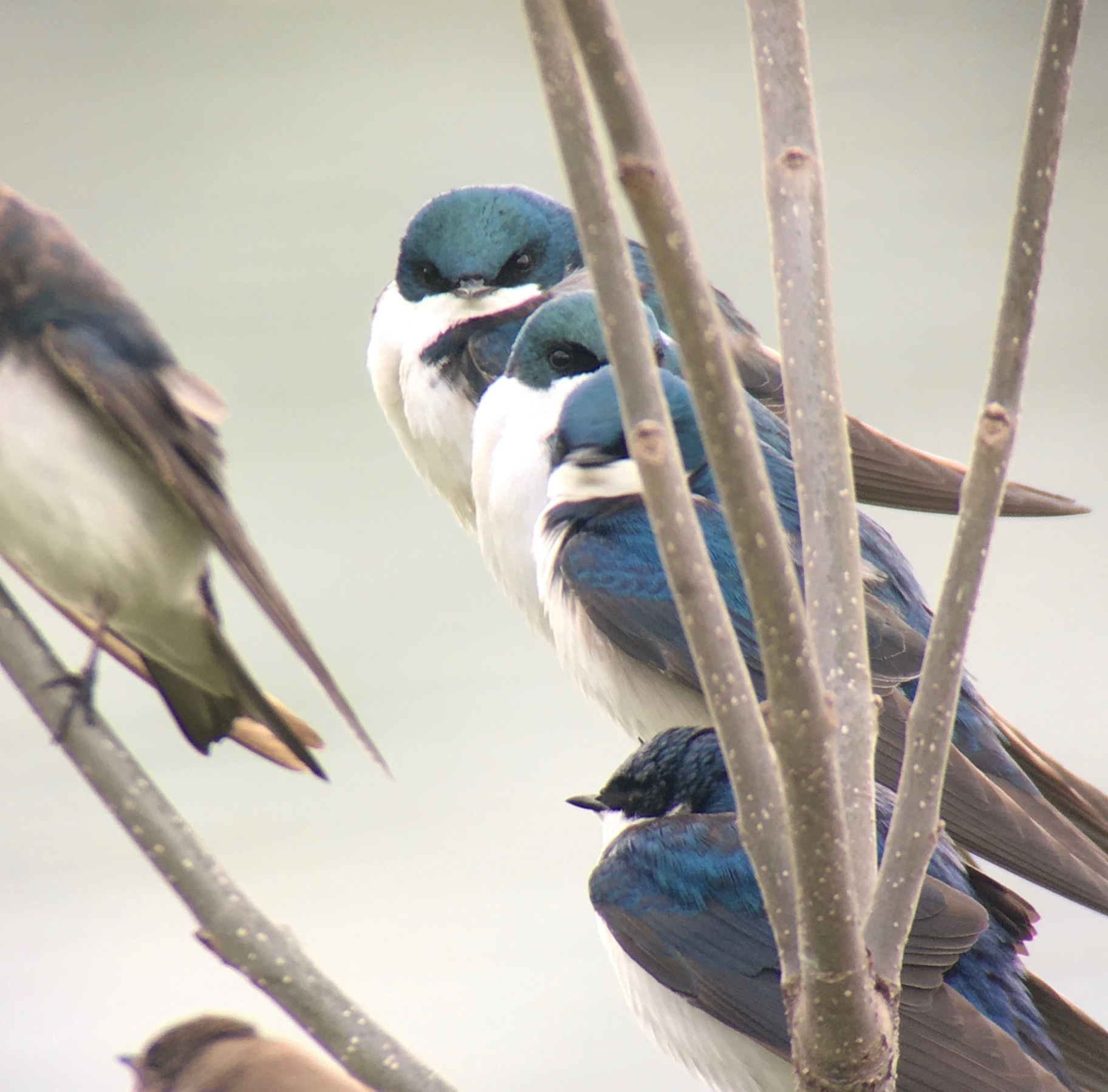 Tree Swallows - Ronan O'Carra Tree Swallows - Ronan O'Carra