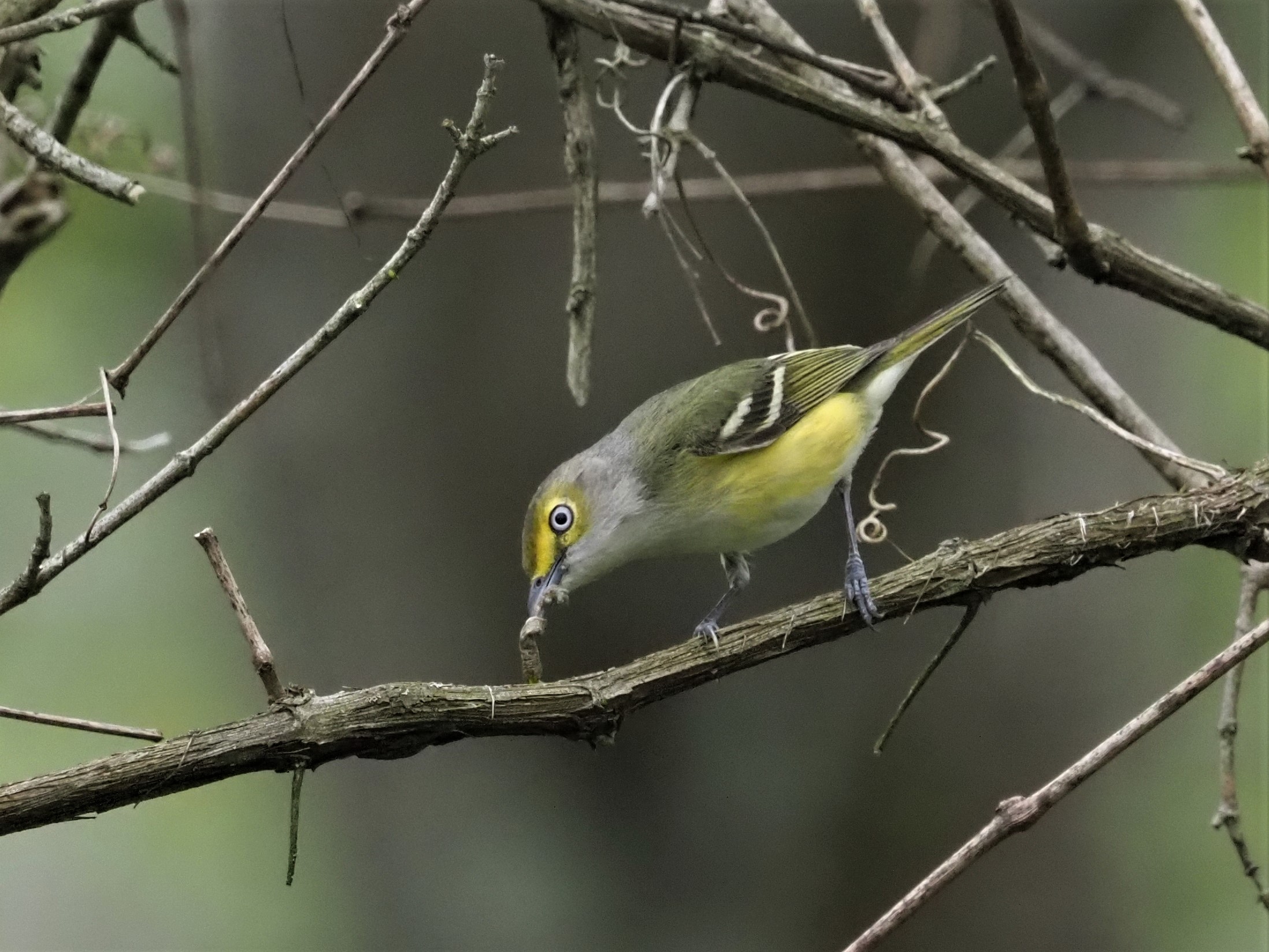 White-eyed Vireo - Jeff Sole