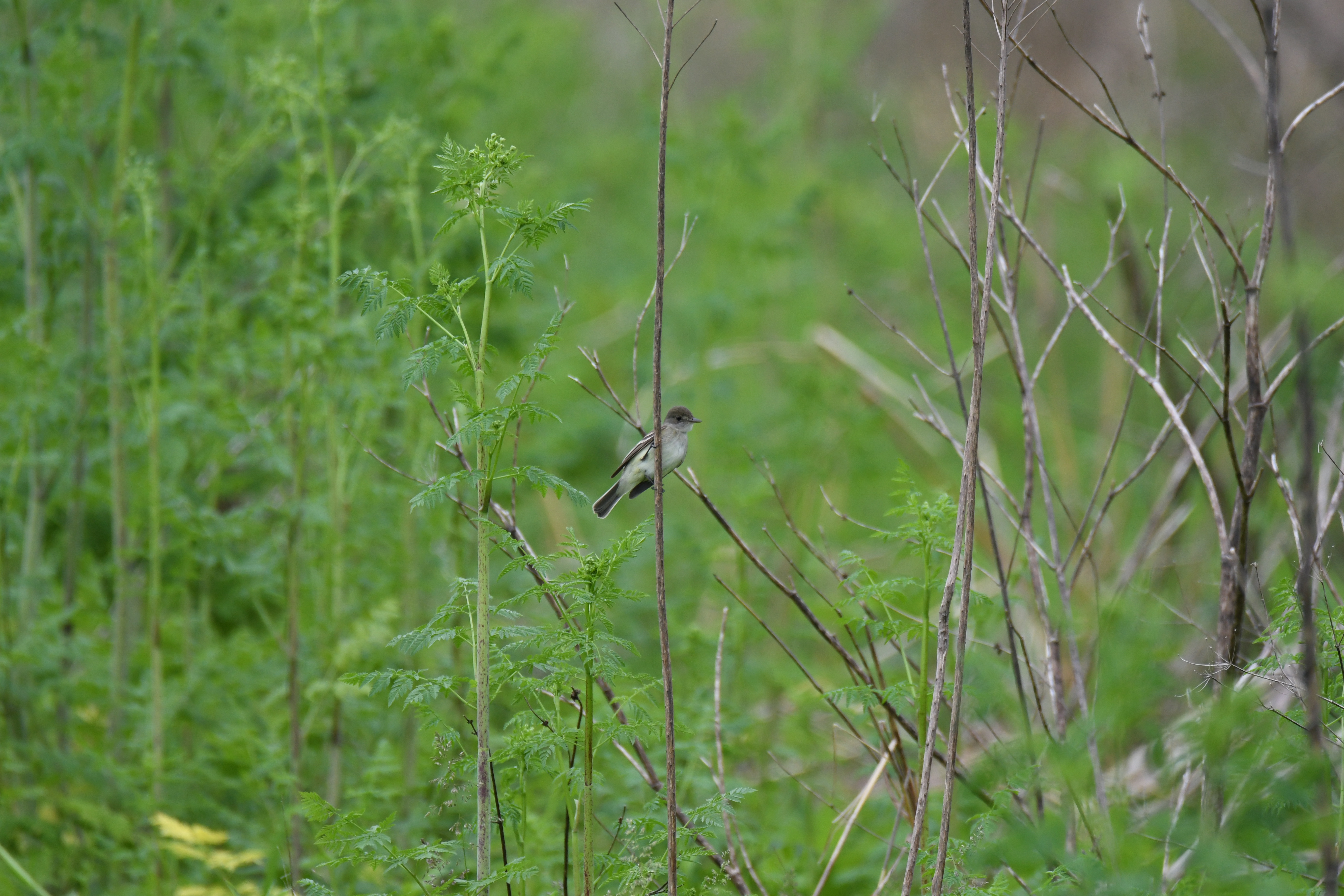 Willow Flycatcher - Ron Hirsch