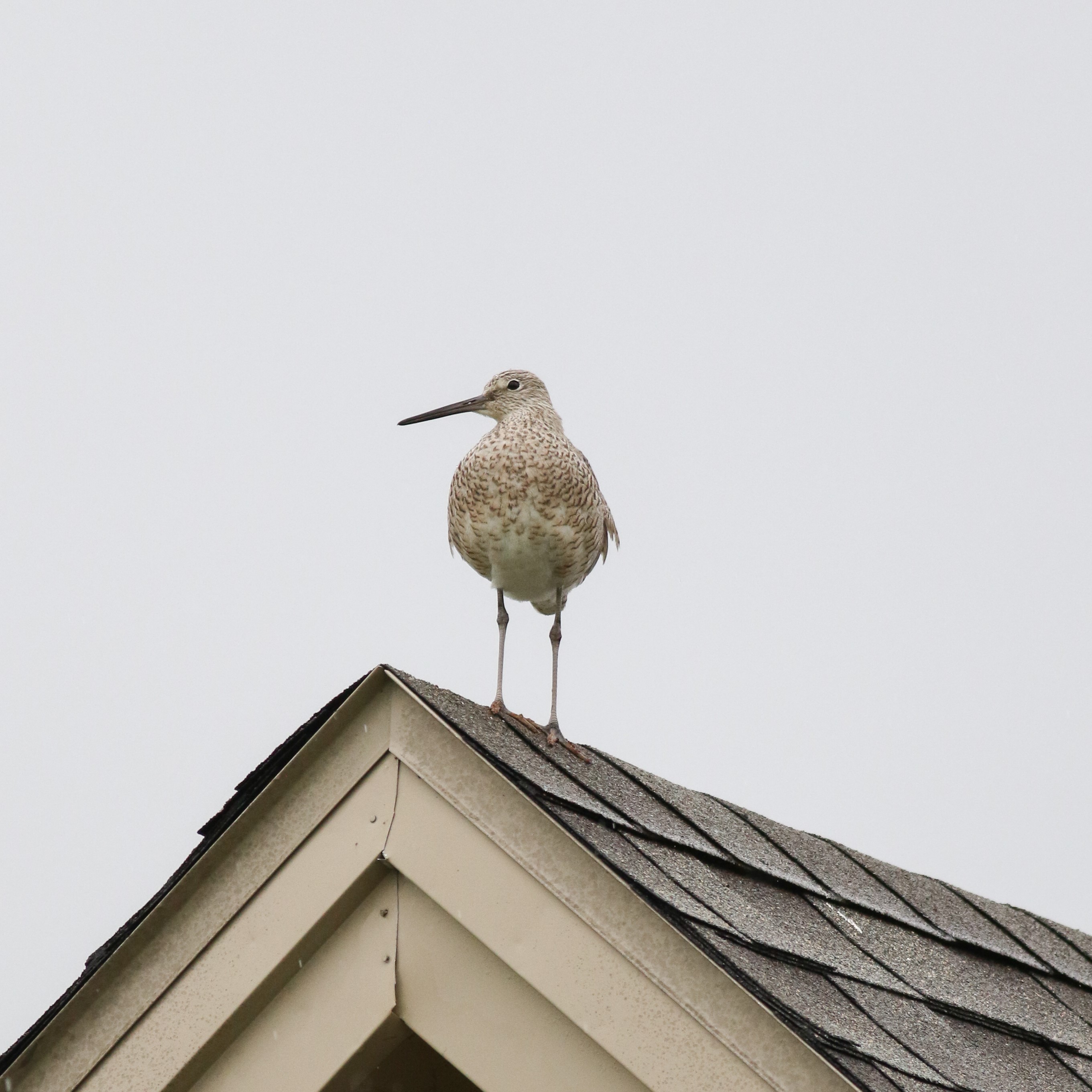 Willet - Tommy Quarles